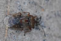 Kleidocerys resedae