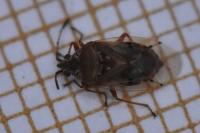 Kleidocerys resedae