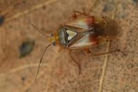 Lygus pratensis