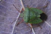 Palomena prasina