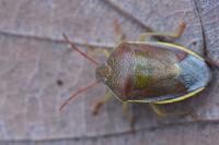 Piezodorus lituratus