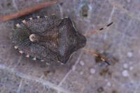 Peribalus strictus