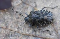 Rhaphigaster nebulosa