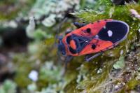 Melanocoryphus albomaculatus