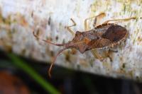 Gonocerus acuteangulatus