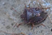 Palomena prasina