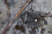 Dolycoris baccarum