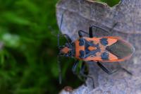 Corizus hyoscyami