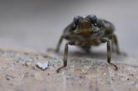 Issus coleoptratus