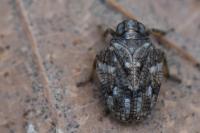 Issus coleoptratus