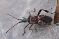 Leptoglossus occidentalis