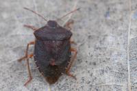 Palomena prasina