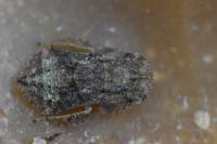 Ledra aurita