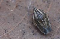 Aelia acuminata