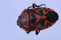 Eurydema ornata