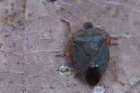 Palomena prasina