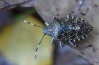 Rhaphigaster nebulosa