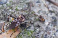 Leptoglossus occidentalis