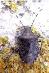 Rhaphigaster nebulosa