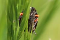 Cercopis intermedia