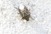 Rhaphigaster nebulosa