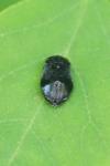 Penthimia nigra