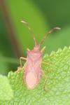 Gonocerus acuteangulatus