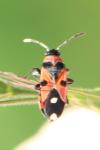 Horvathiolus superbus