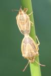Aelia acuminata