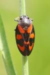 Cercopis vulnerata