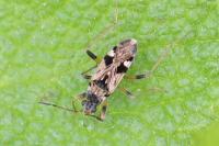 Beosus maritimus