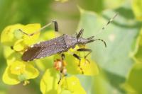 Dicranocephalus albipes