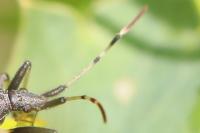 Dicranocephalus albipes