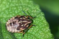 Carpocoris