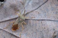 Gonocerus acuteangulatus