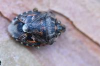 Holcogaster fibulata