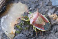 Piezodorus lituratus