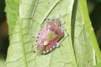 Dolycoris baccarum