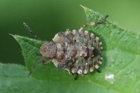 Pentatoma rufipes