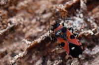 Horvathiolus superbus
