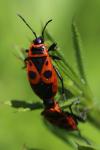 Pyrrhocoris apterus