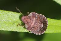 Dyroderes umbraculatus