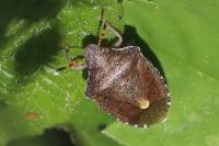 Peribalus strictus vernalis