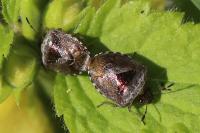 Stagonomus venustissimus
