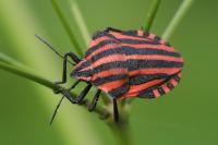 Graphosoma italicum