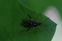 Harpocera thoracica