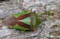 Acanthosoma haemorrhoidale