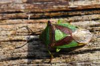 Acanthosoma haemorrhoidale