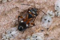 Raglius alboacuminatus