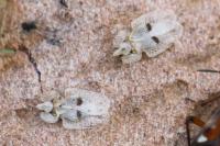 Corythucha ciliata